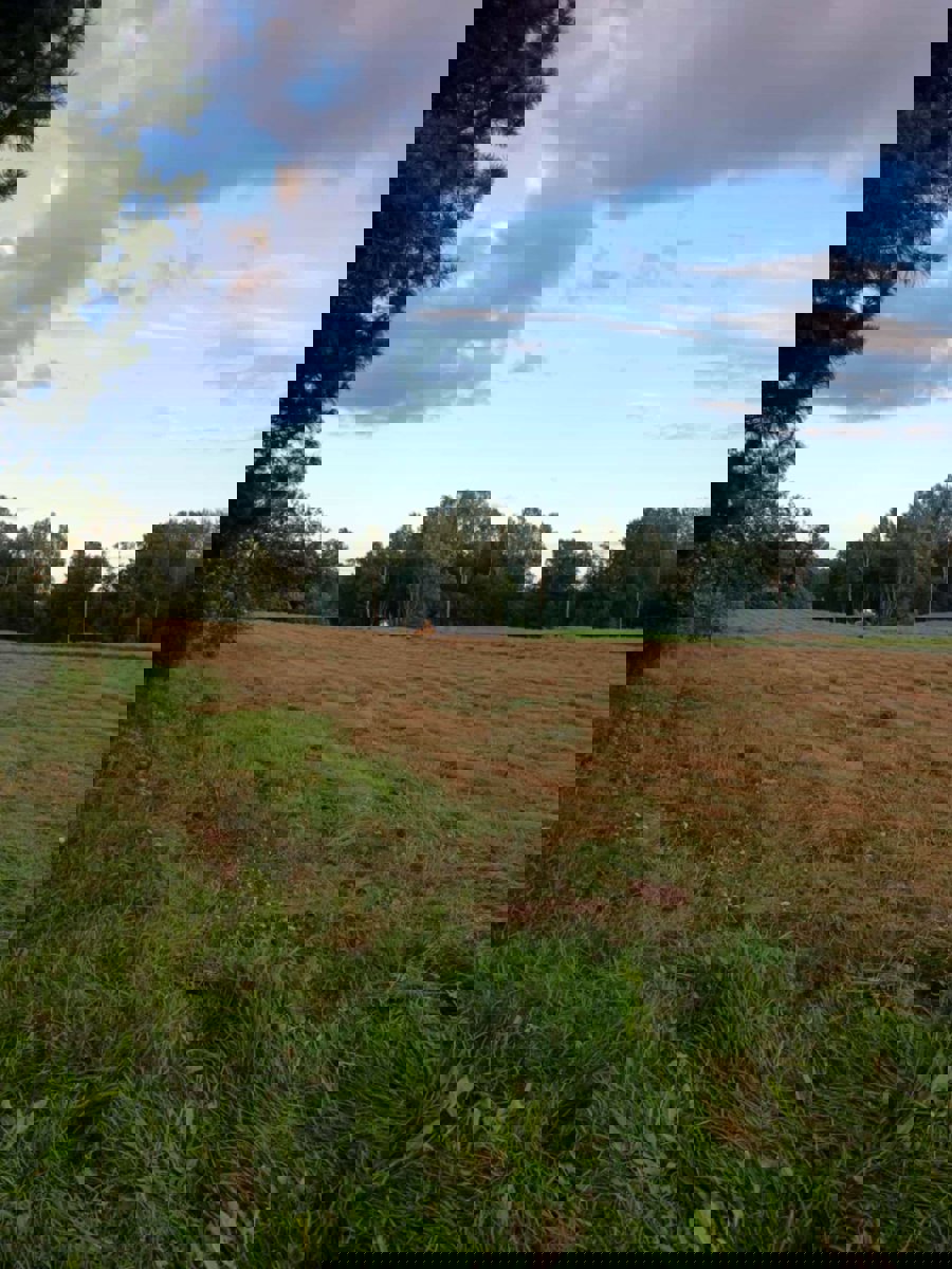 Lauku vienseta 