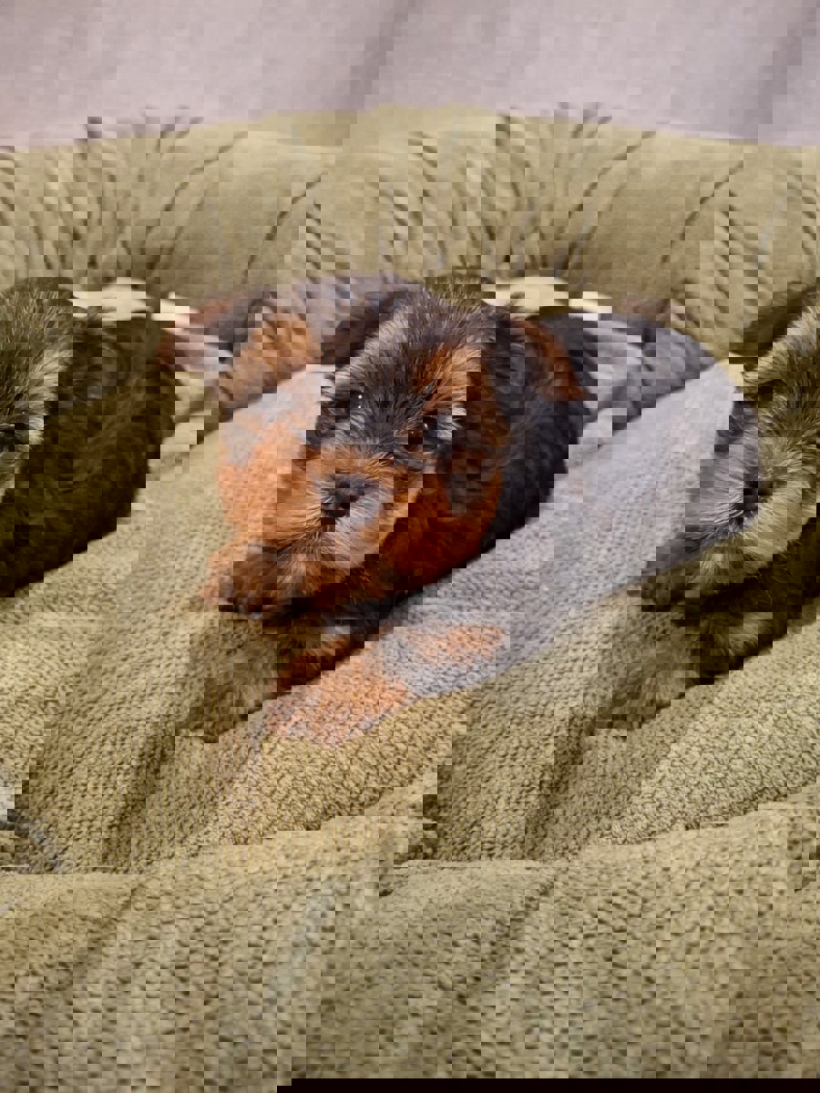 Чистокровные щенки Йоркширского Терьера.