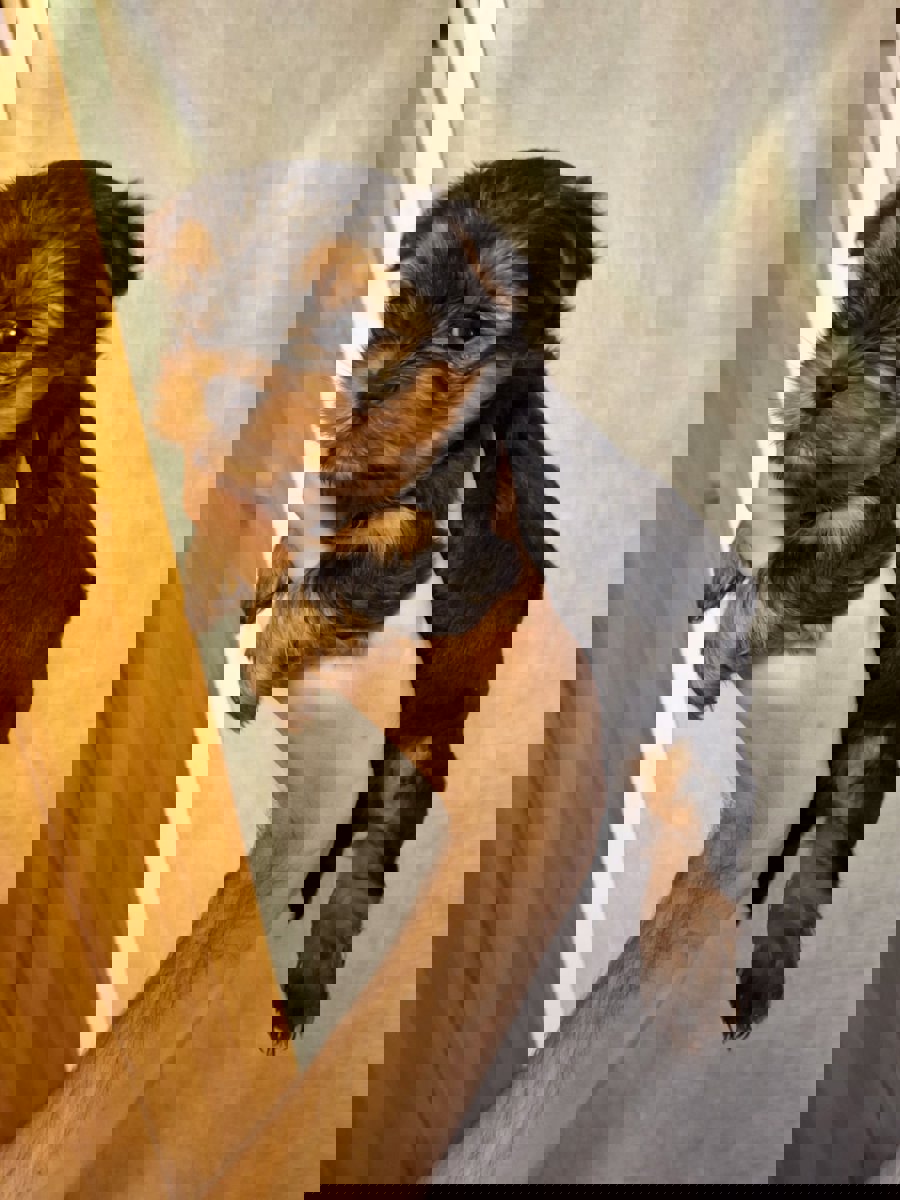 Чистокровные щенки Йоркширского Терьера.