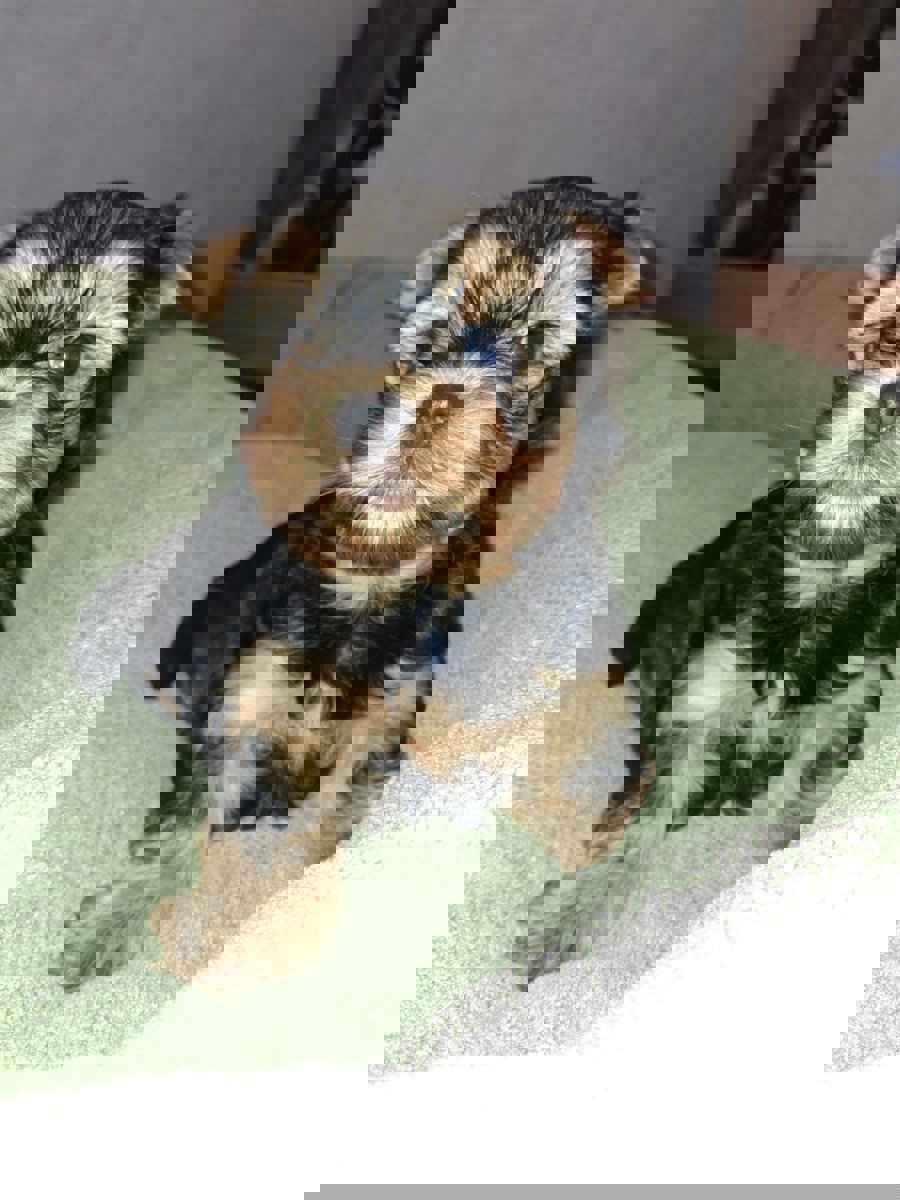 Чистокровные щенки Йоркширского Терьера.