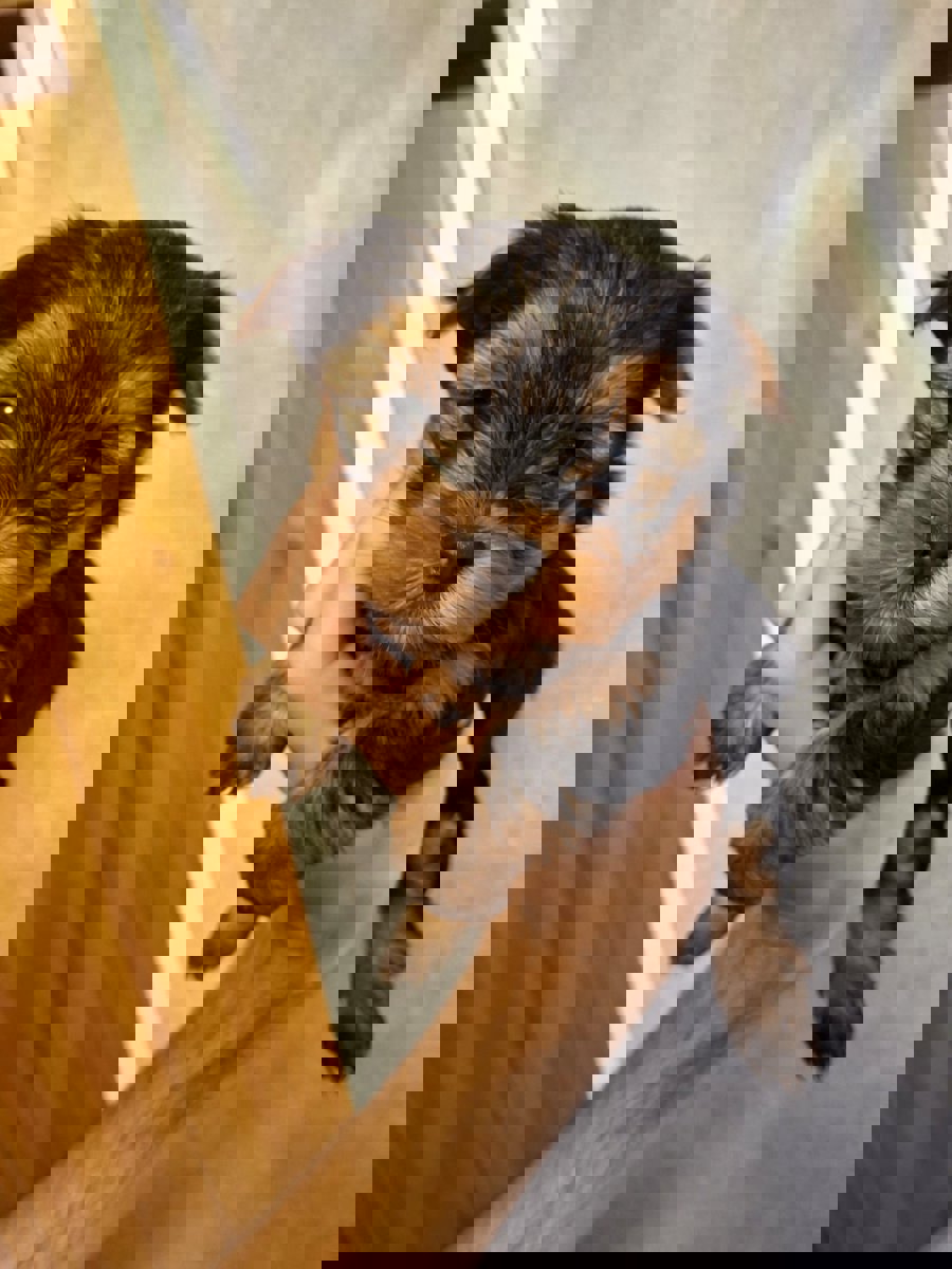 Чистокровные щенки Йоркширского Терьера.