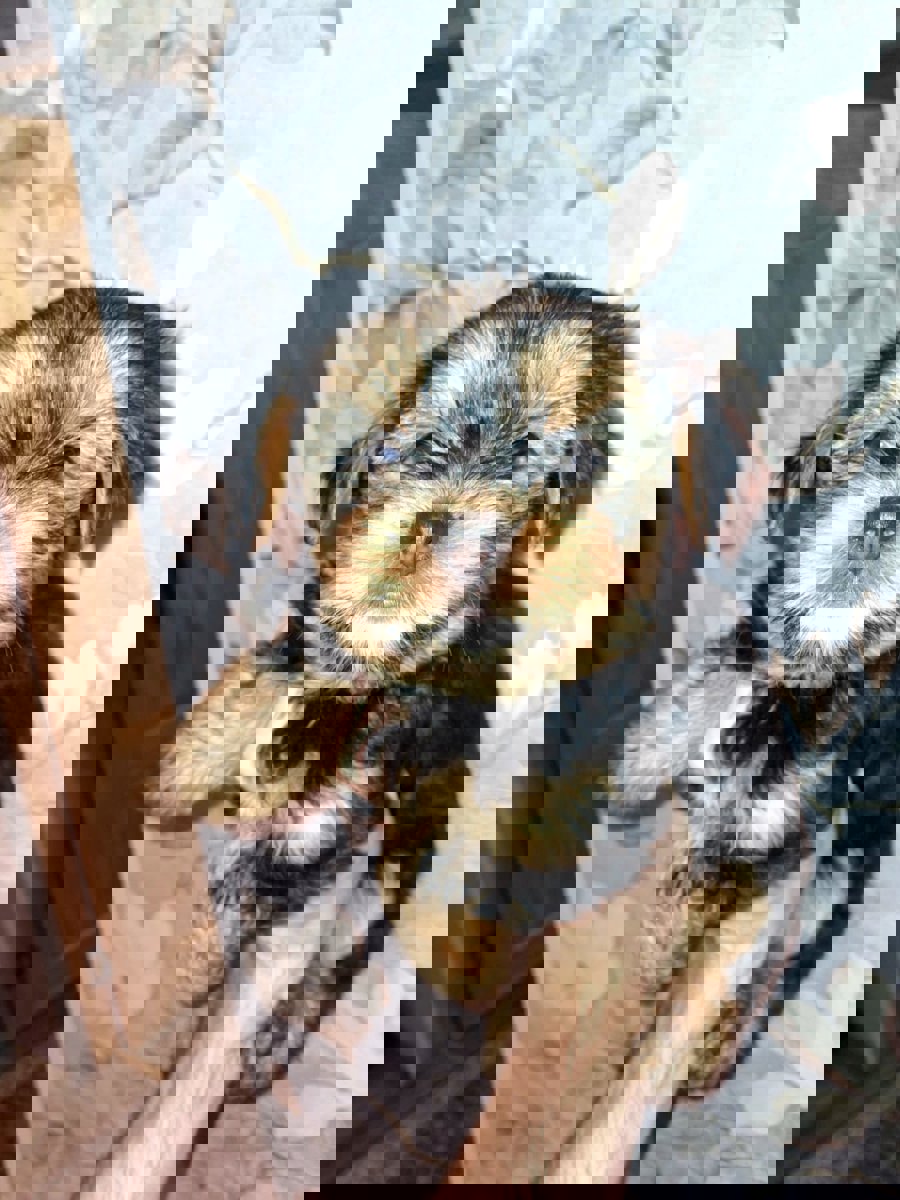 Чистокровные щенки Йоркширского Терьера.