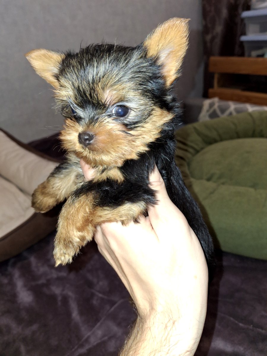 Чистокровные щенки Йоркширского Терьера.