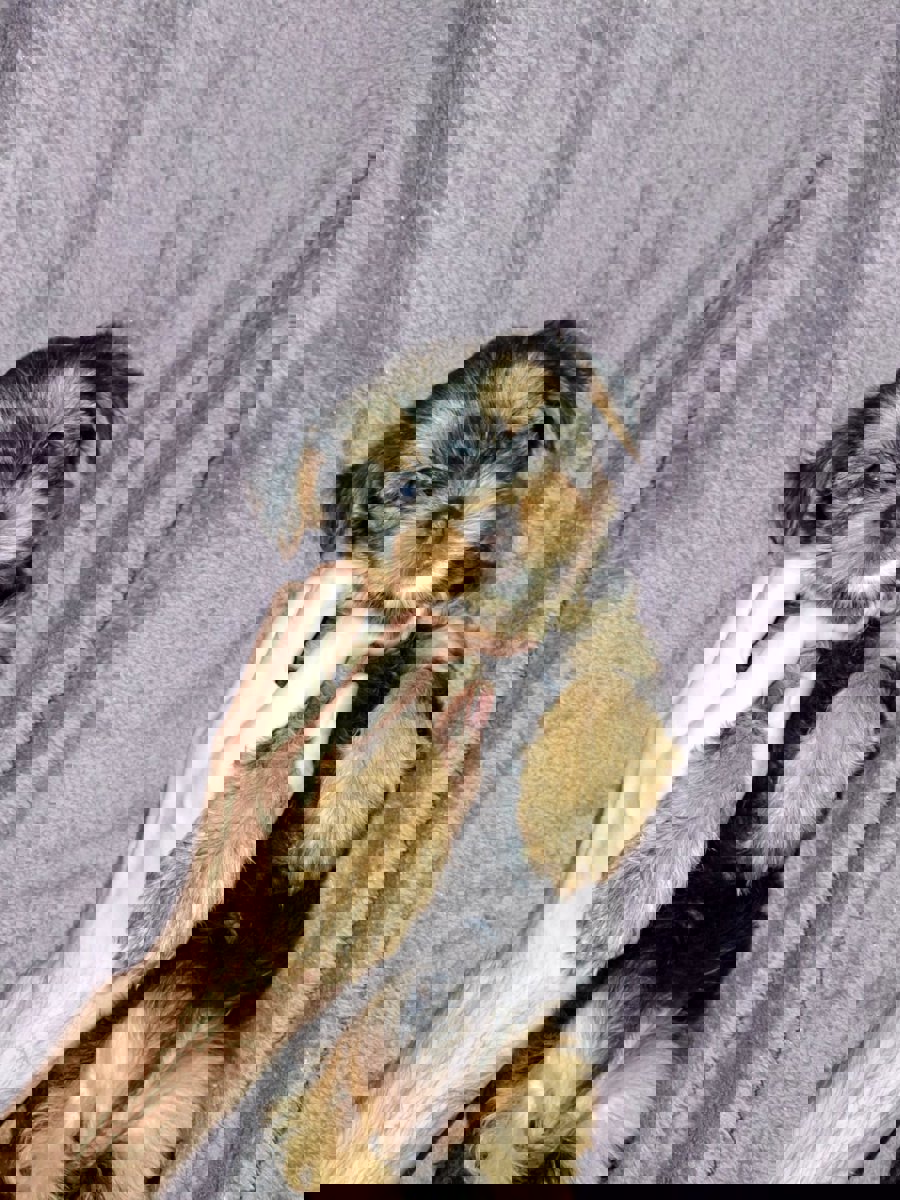 Чистокровные щенки Йоркширского Терьера.