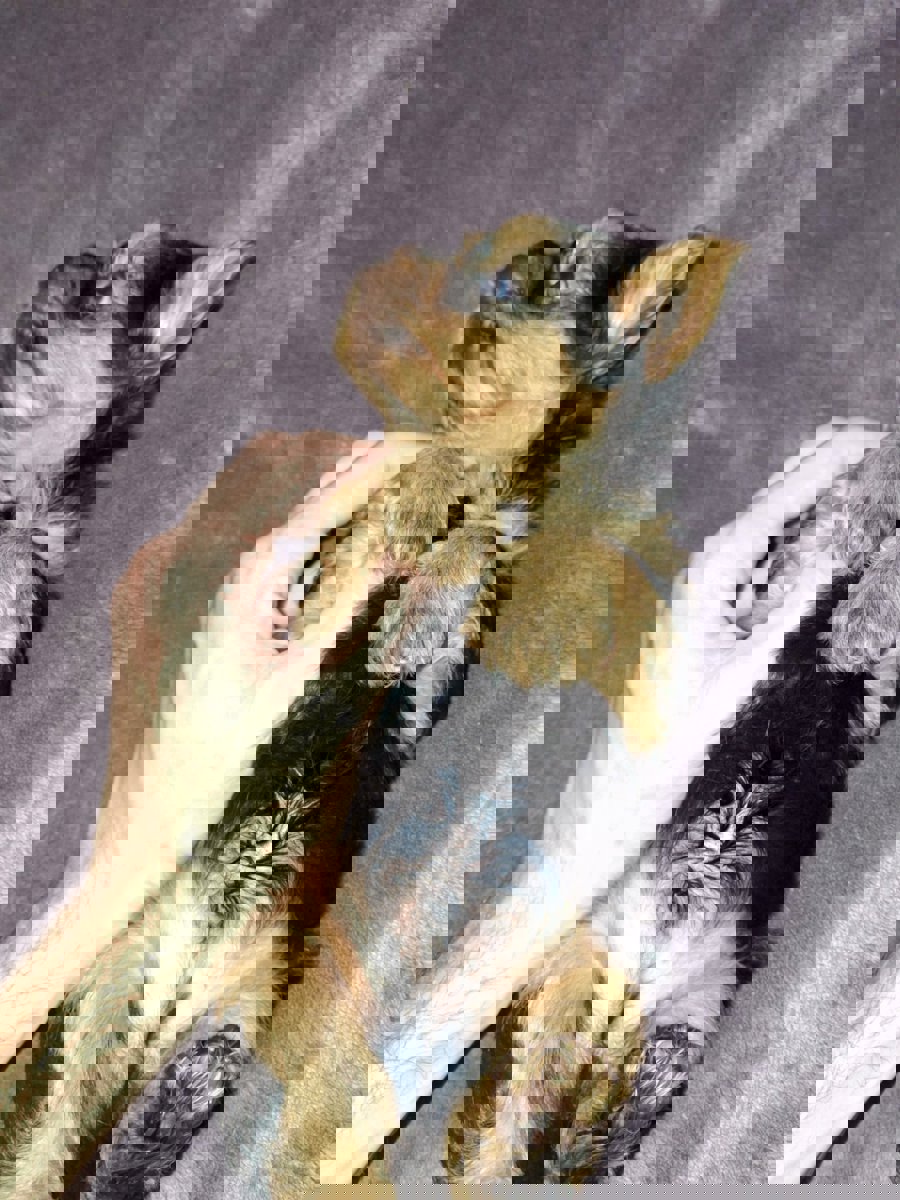 Чистокровные щенки Йоркширского Терьера.