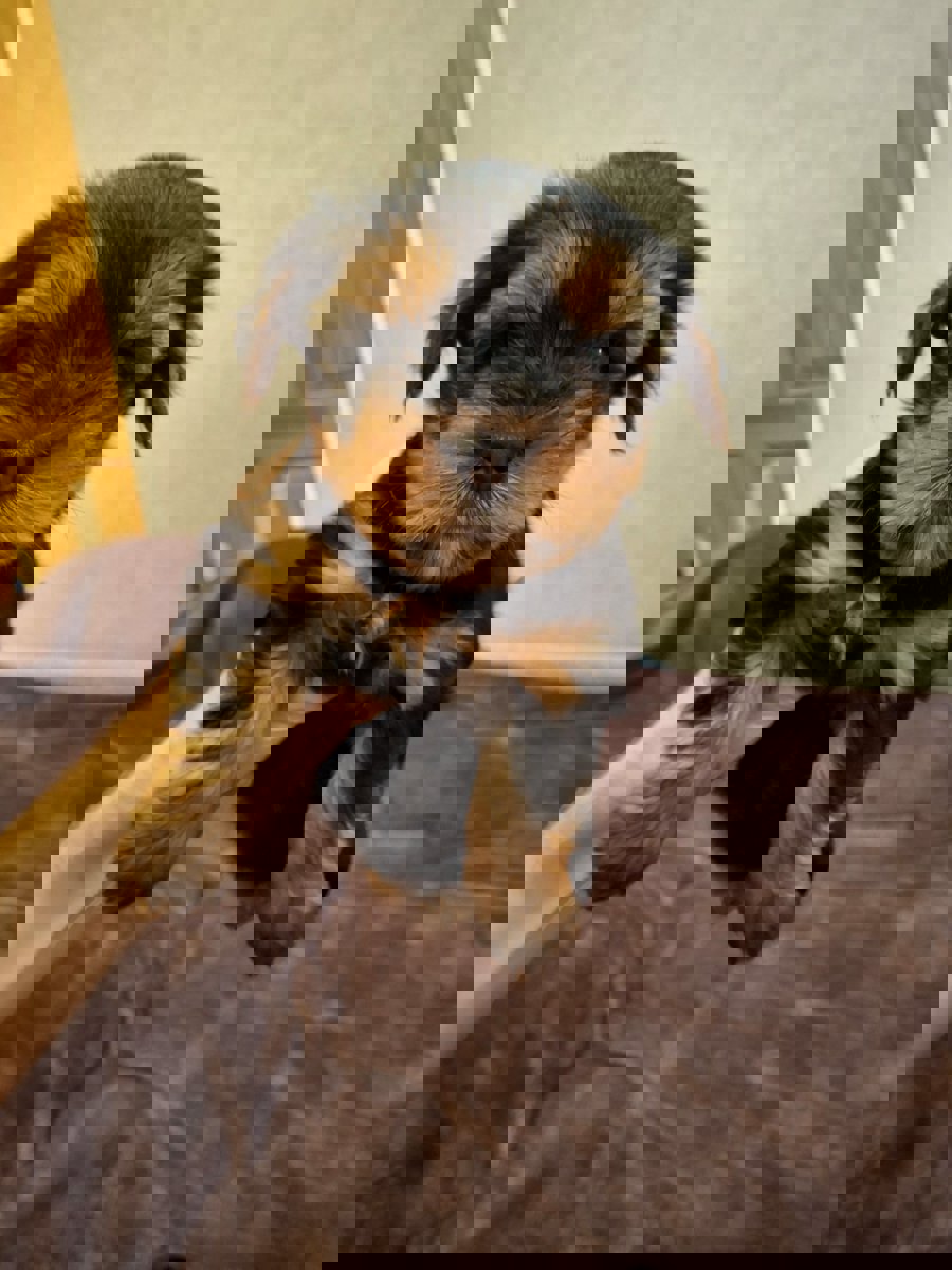 Чистокровные щенки Йоркширского Терьера.