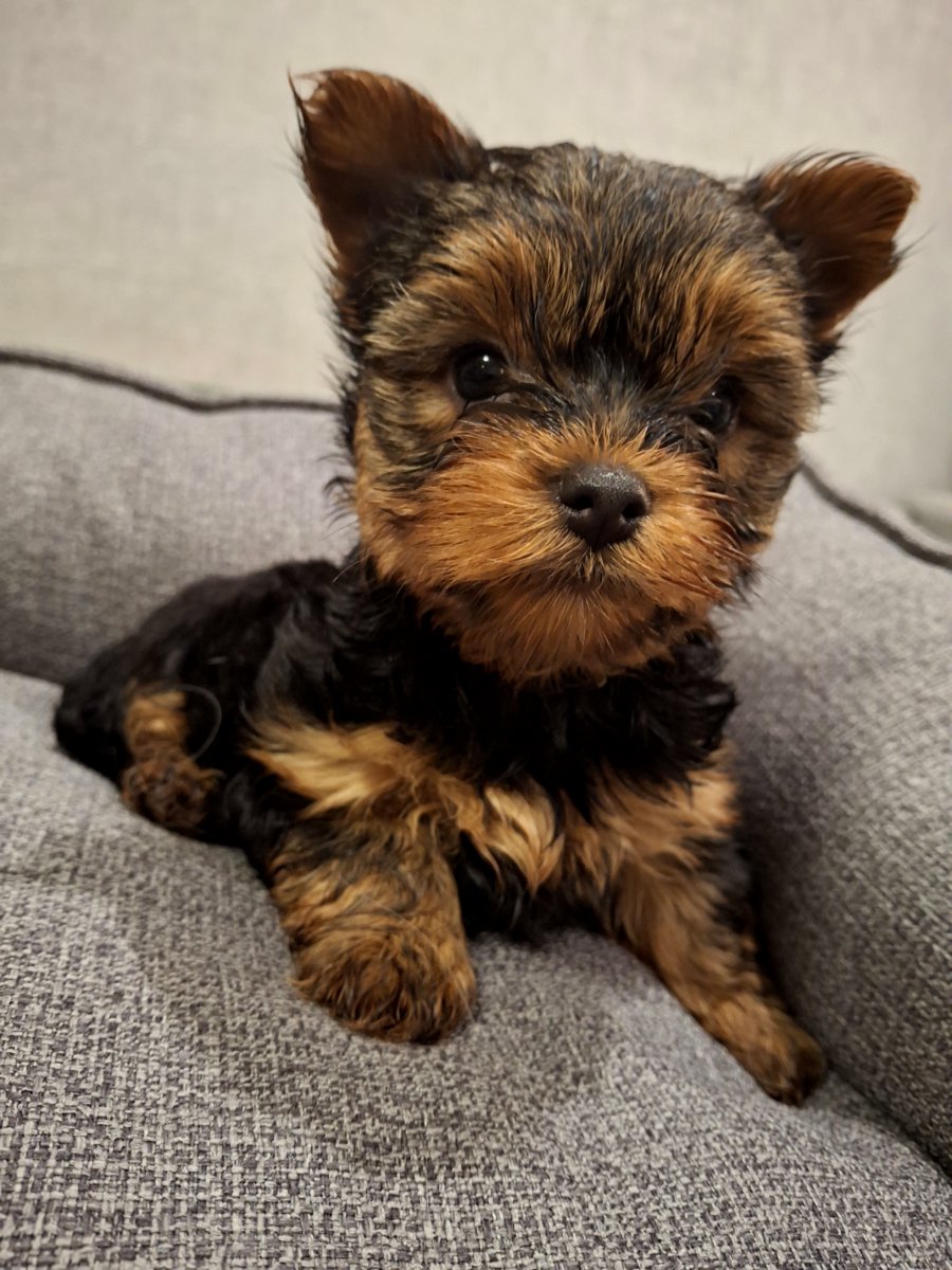 Чистокровные щенки Йоркширского Терьера.