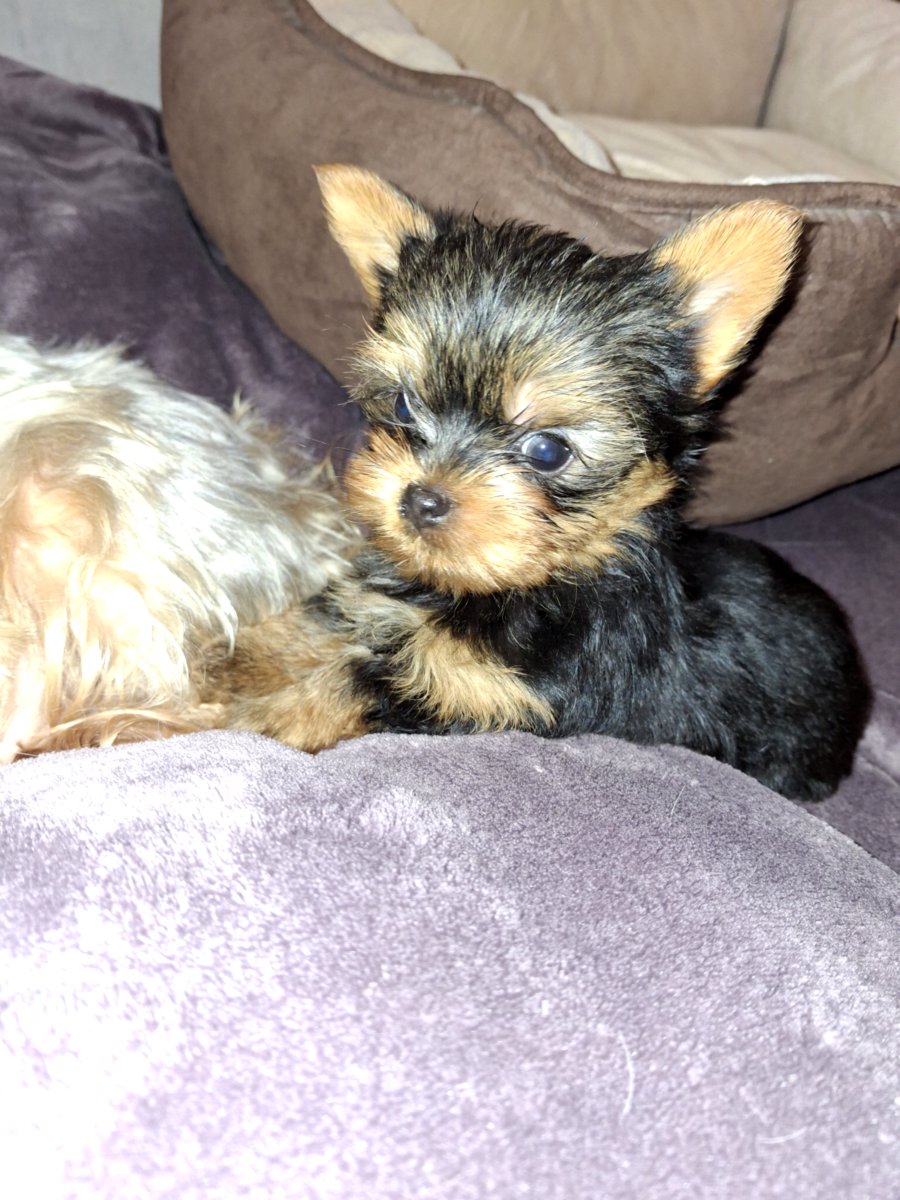 Чистокровные щенки Йоркширского Терьера.