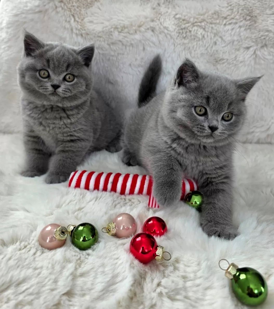 Apburoši britu īsspalvainie kaķēni