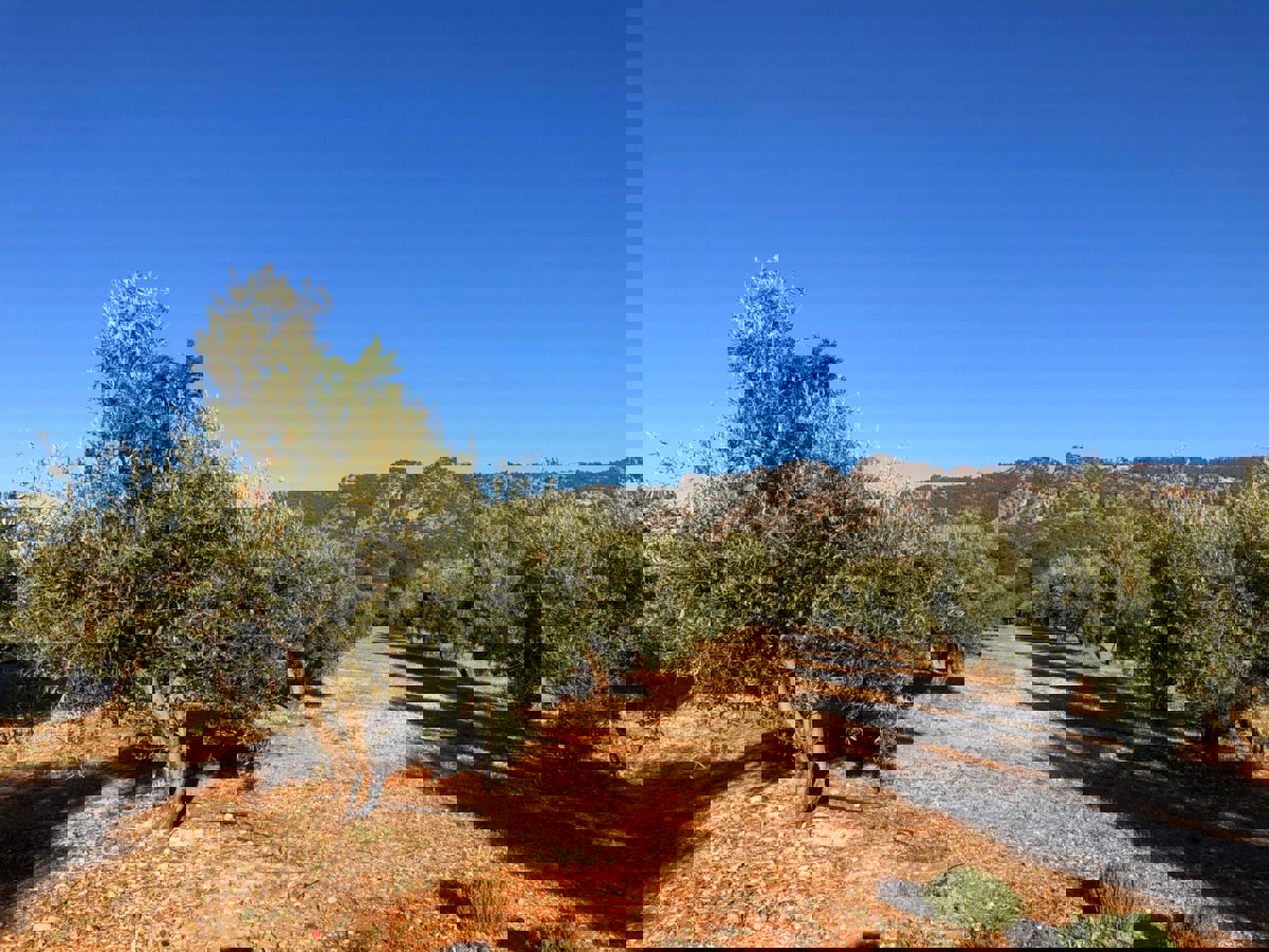 🫒 OLIZUMO – Virgen Extra olīveļļa