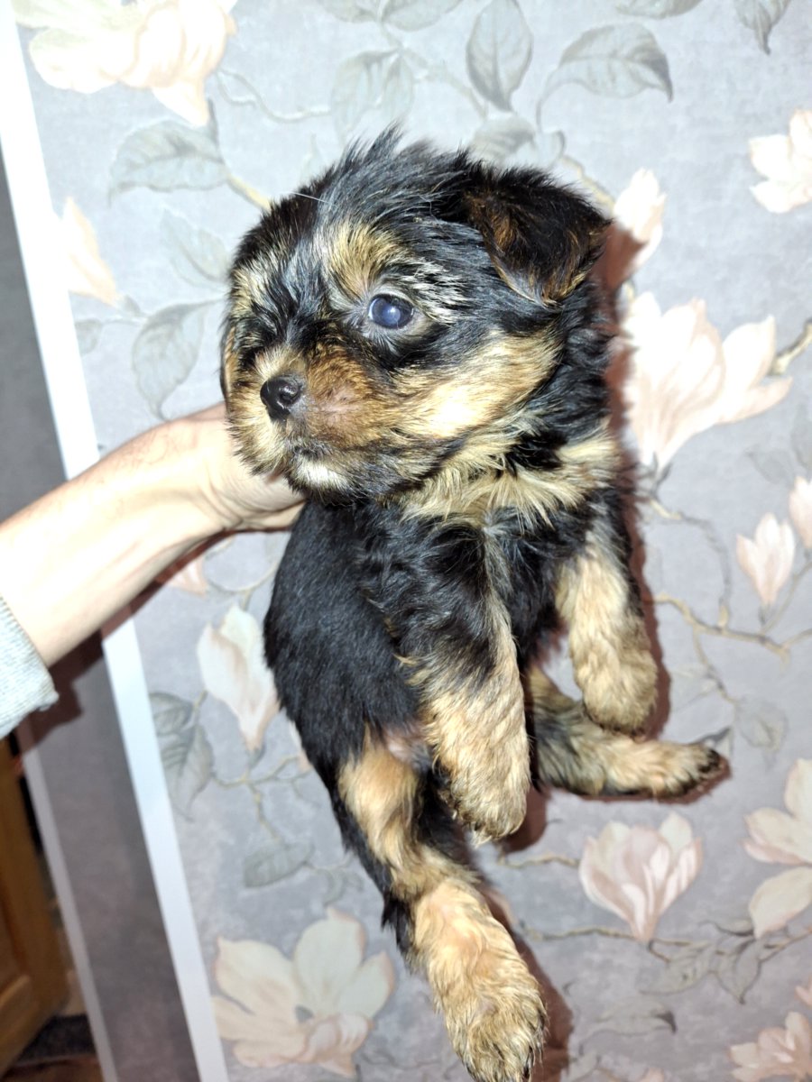 Чистокровные щенки йоркширского терьера. 