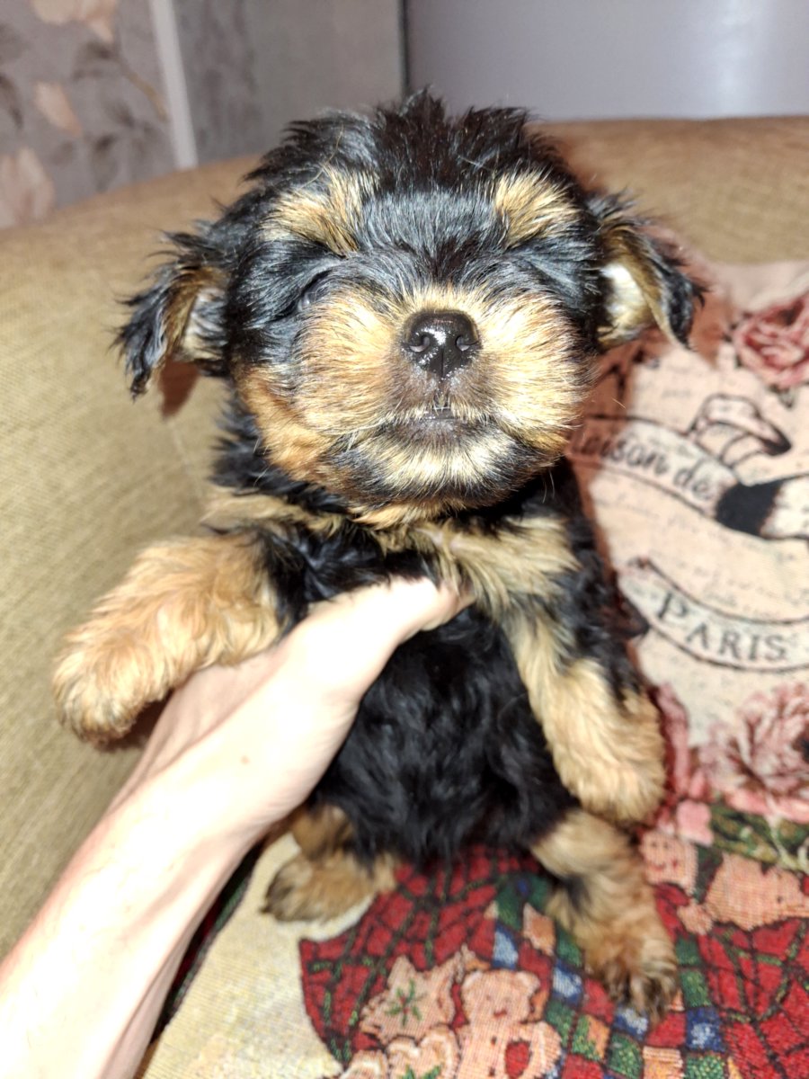 Чистокровные щенки йоркширского терьера. 