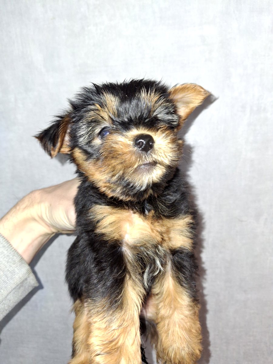 Чистокровные щенки йоркширского терьера. 