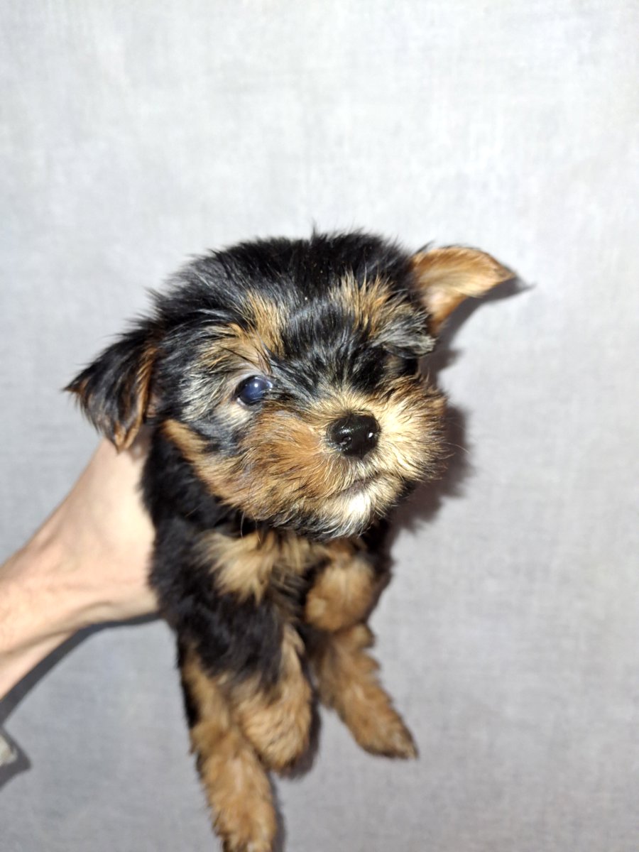 Чистокровные щенки йоркширского терьера. 