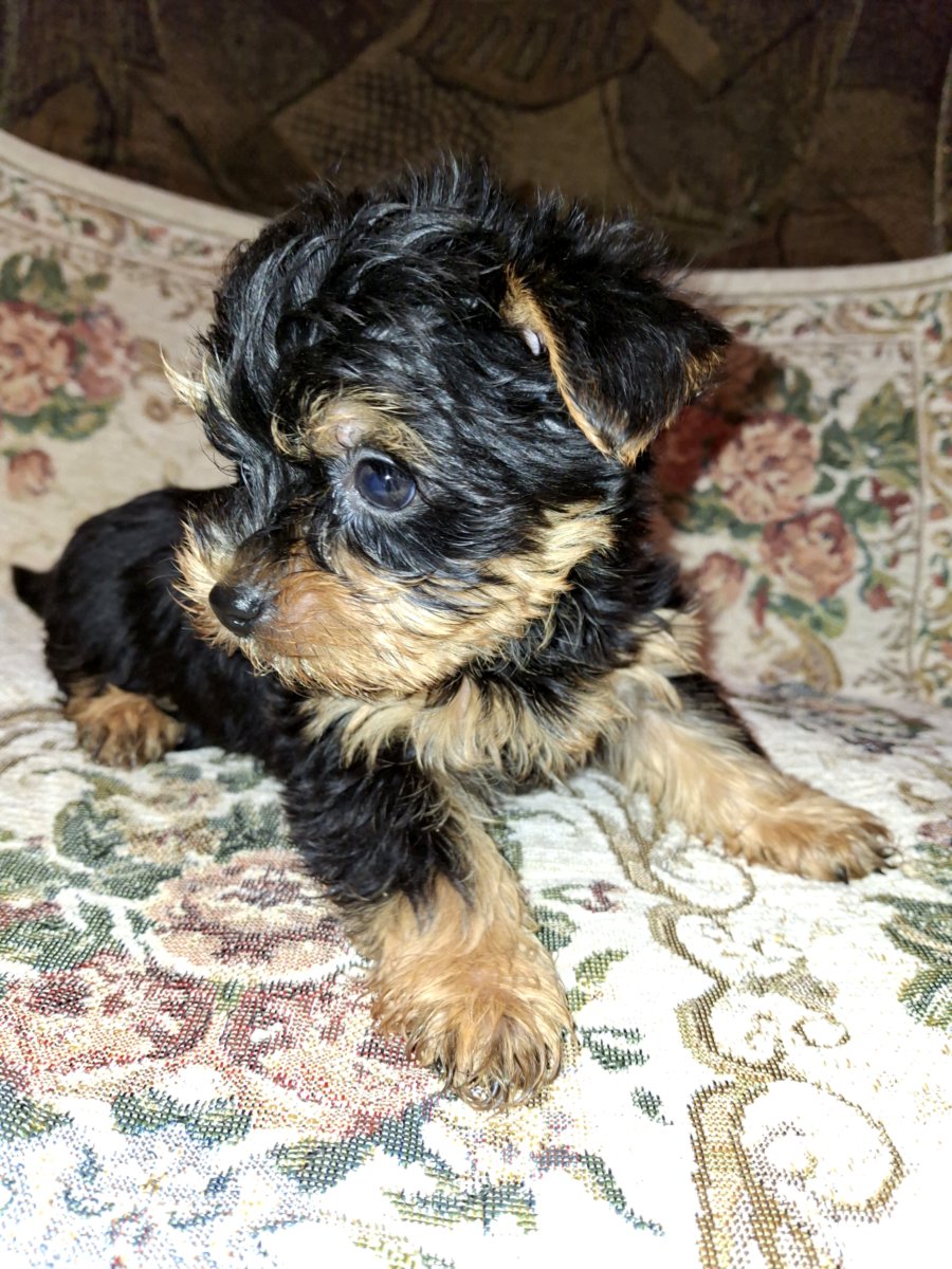 Чистокровные щенки йоркширского терьера. 