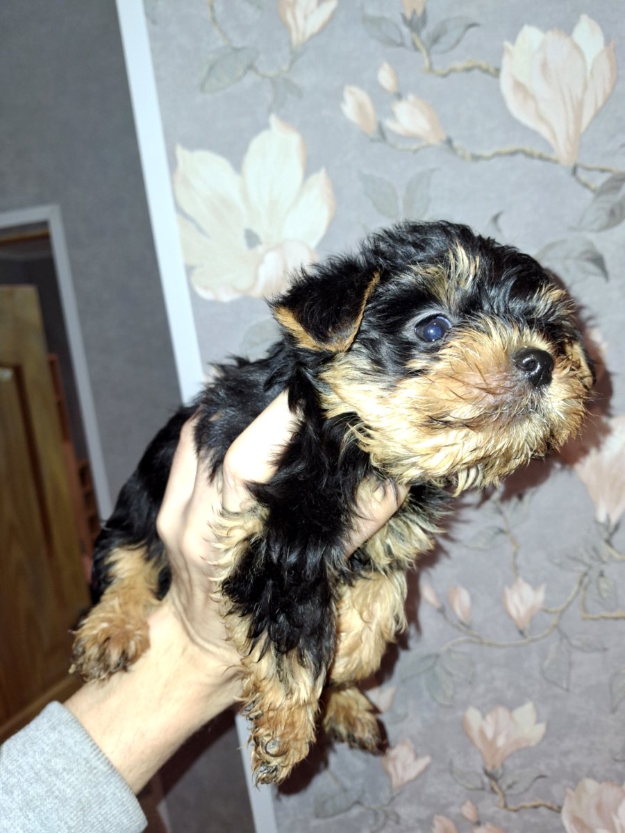 Чистокровные щенки йоркширского терьера. 