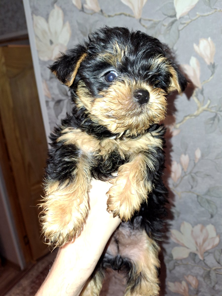 Чистокровные щенки йоркширского терьера. 