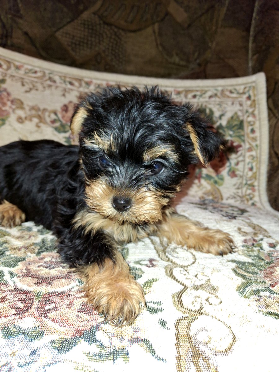 Чистокровные щенки йоркширского терьера. 