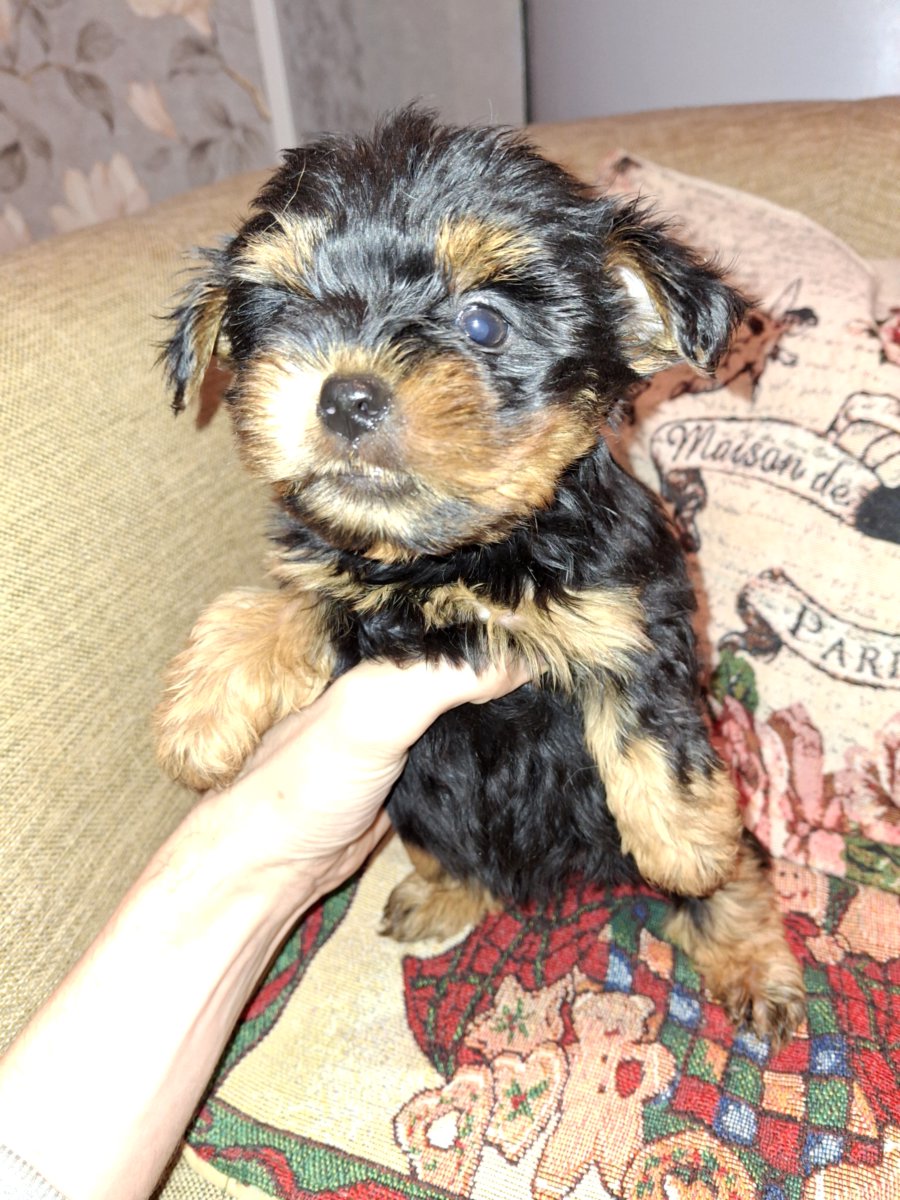 Чистокровные щенки йоркширского терьера. 