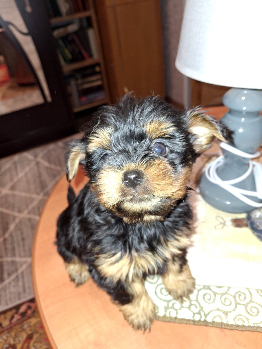 Чистокровные щенки йоркширского терьера. 