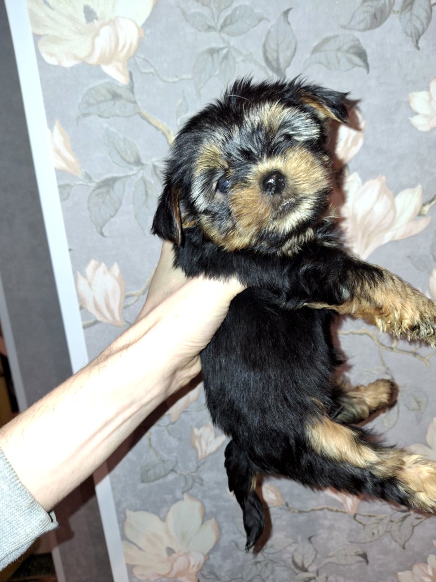 Чистокровные щенки йоркширского терьера. 