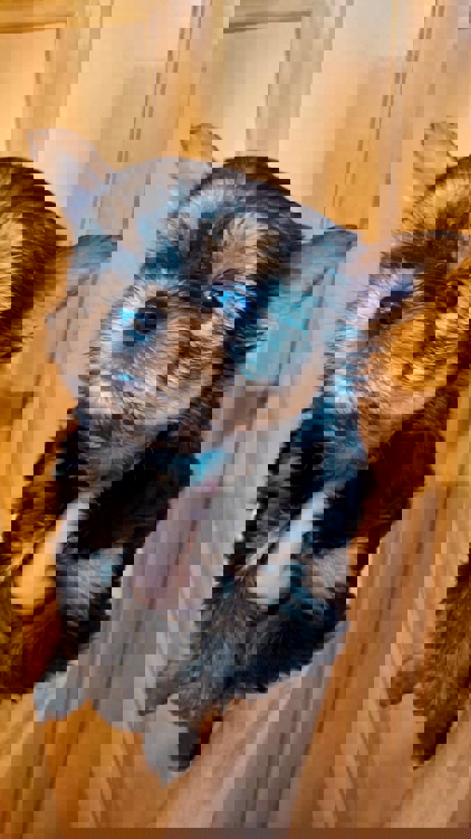 Чистокровные щенки Йоркширского Терьера.