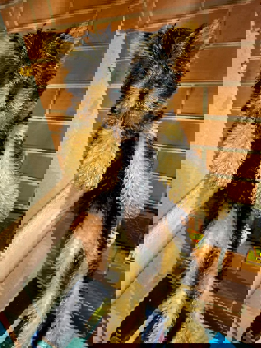 Чистокровные щенки Йоркширского Терьера.