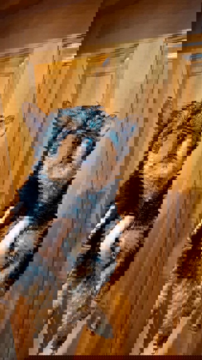 Чистокровные щенки Йоркширского Терьера.