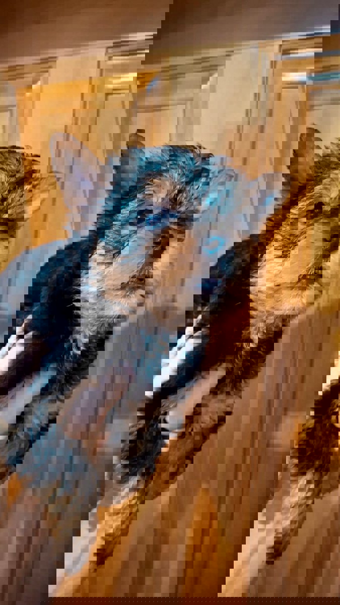 Чистокровные щенки Йоркширского Терьера.