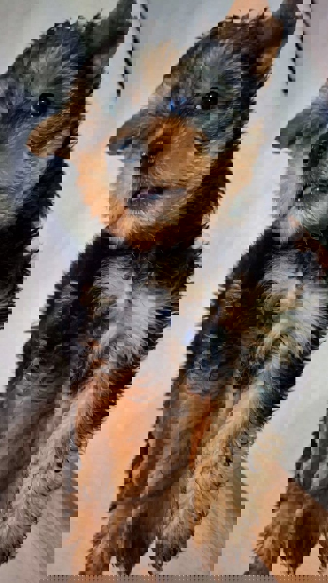 Чистокровные щенки Йоркширского Терьера.