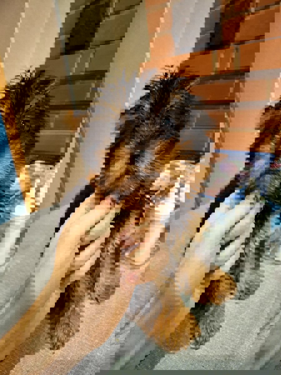 Чистокровные щенки Йоркширского Терьера.