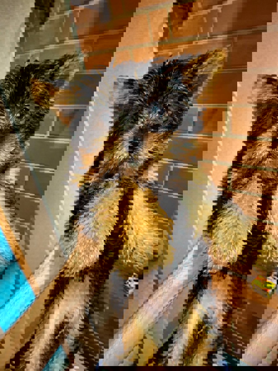 Чистокровные щенки Йоркширского Терьера.