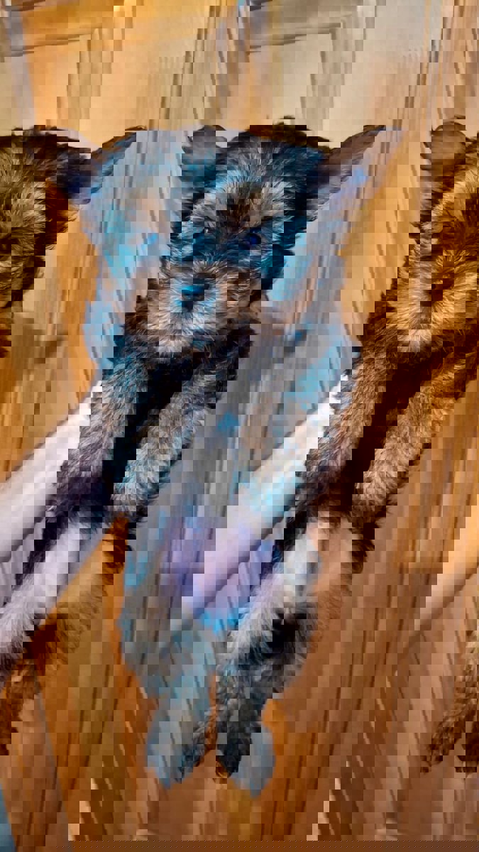 Чистокровные щенки Йоркширского Терьера.