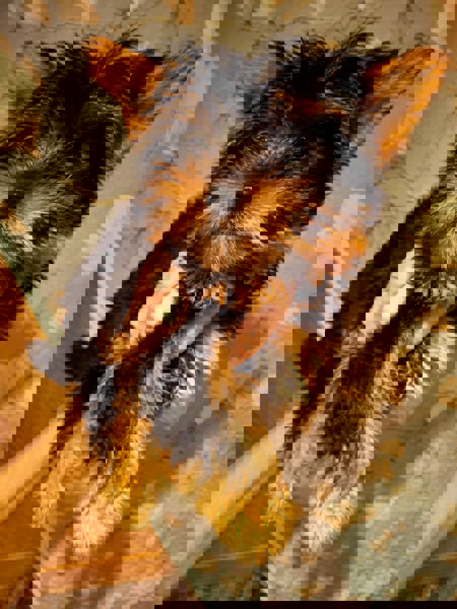 Чистокровные щенки Йоркширского Терьера.