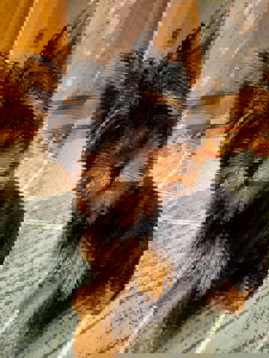 Чистокровные щенки Йоркширского Терьера.