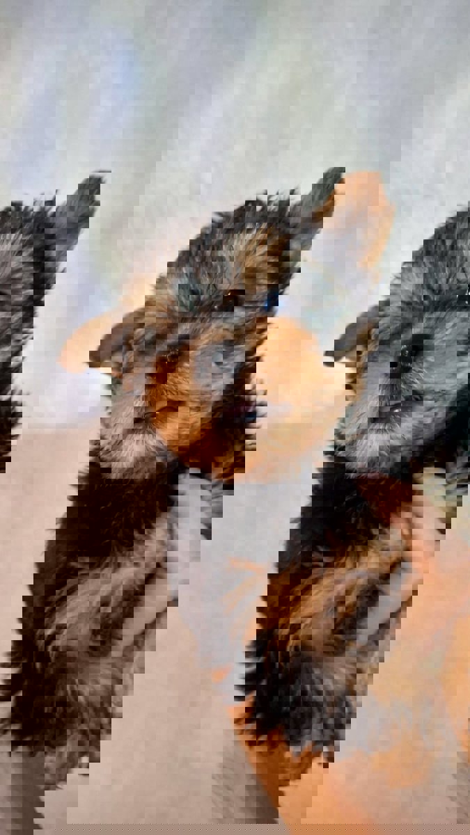 Чистокровные щенки Йоркширского Терьера.