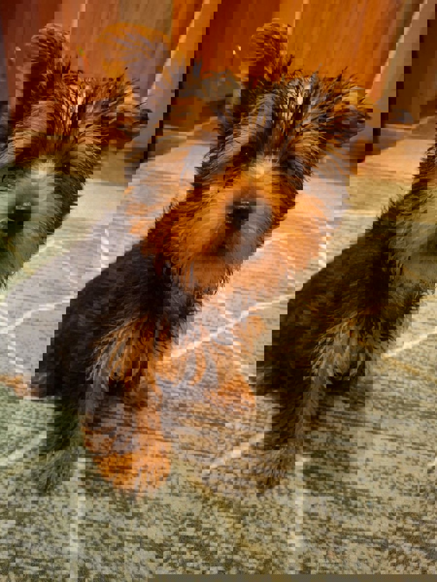 Чистокровные щенки Йоркширского Терьера.