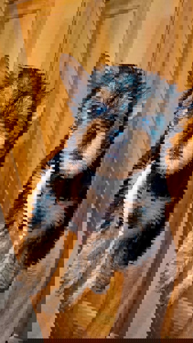 Чистокровные щенки Йоркширского Терьера.