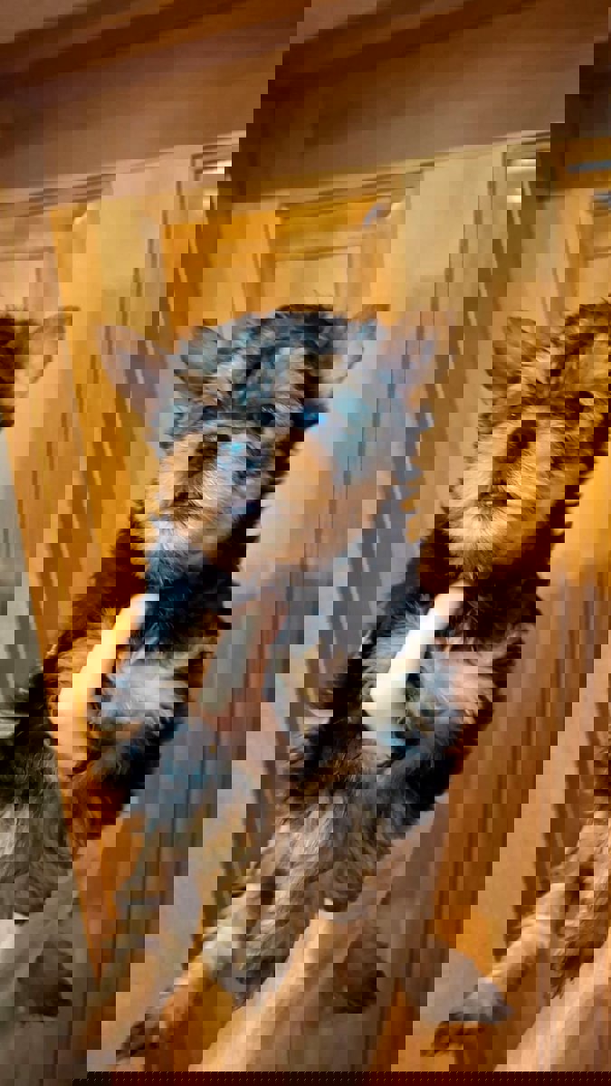 Чистокровные щенки Йоркширского Терьера.