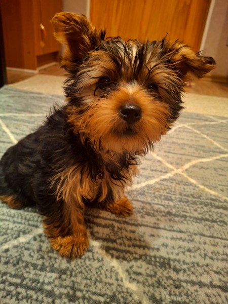 Чистокровные щенки Йоркширского Терьера.