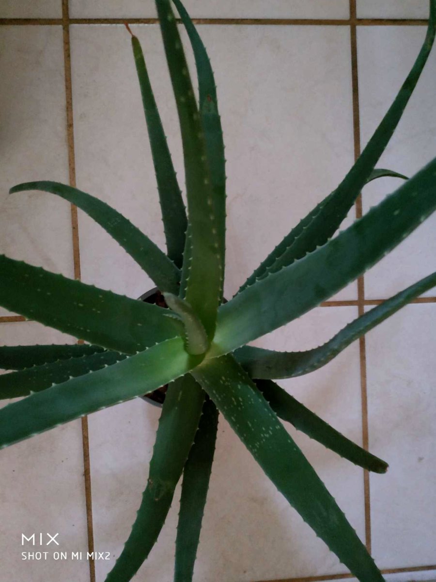 Alveja / Алоэ / Aloe vera