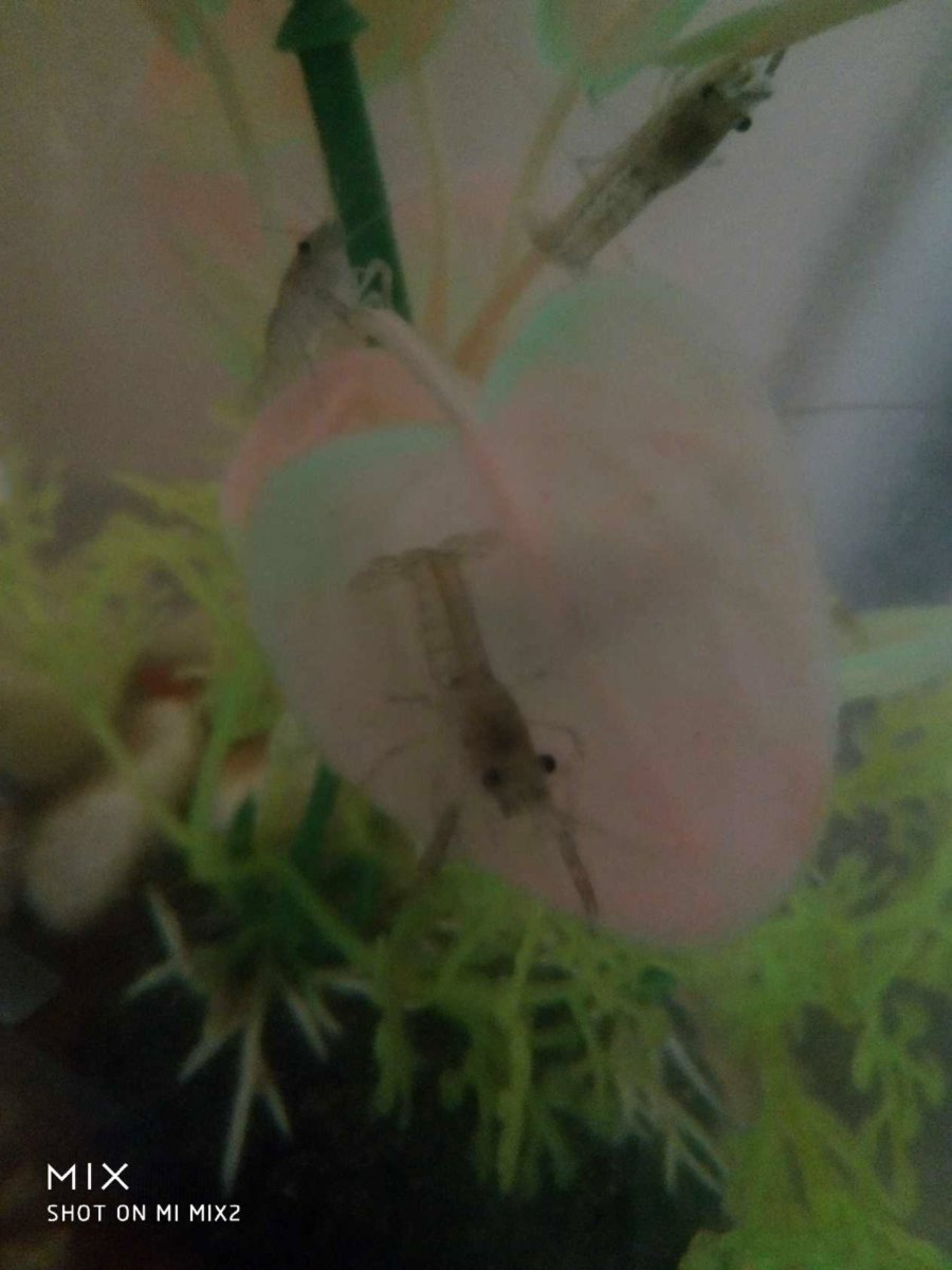 Vēži / Раки / Crawfishes