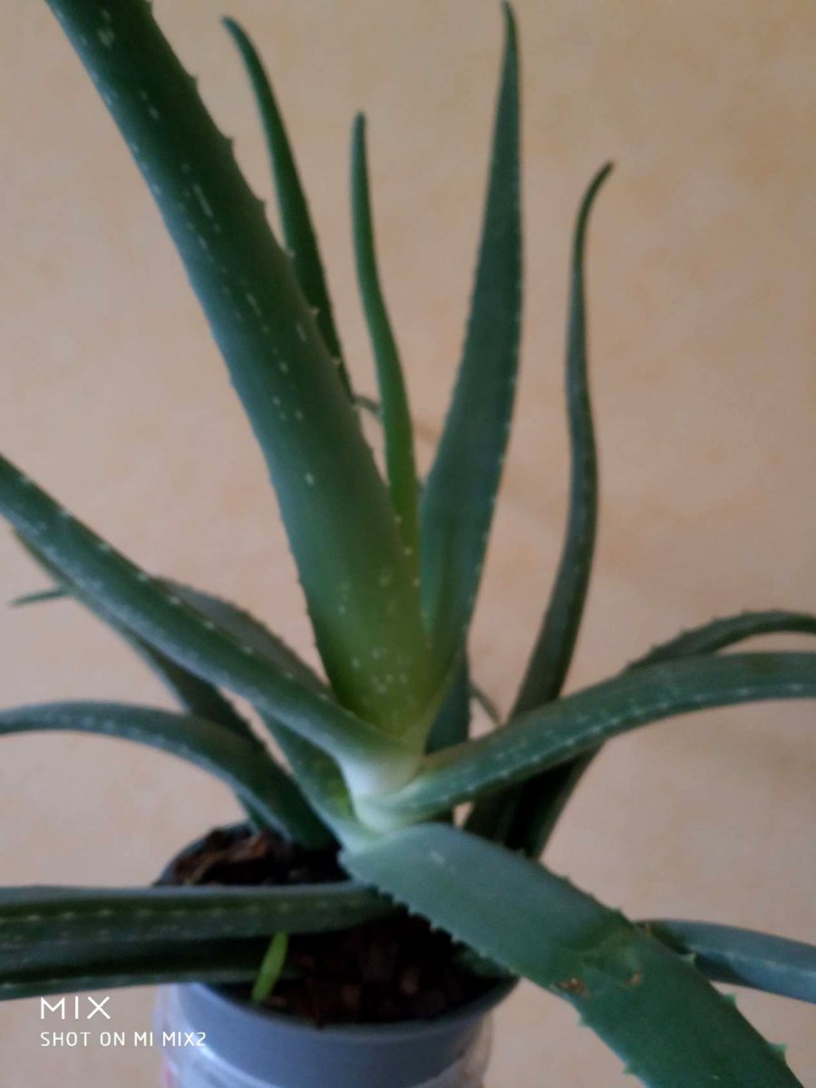 Alveja / Алоэ / Aloe vera