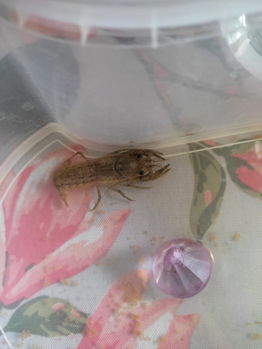 Vēži / Раки / Crawfishes