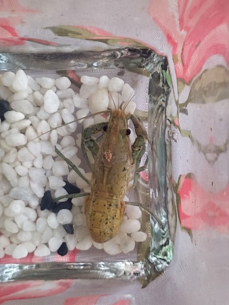 Vēži / Раки / Crawfishes