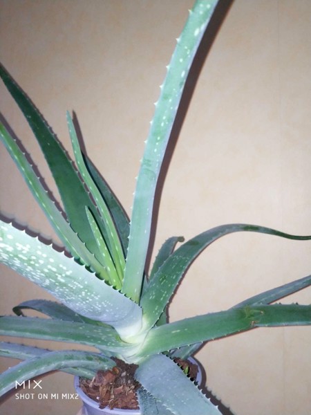 Alveja / Алоэ / Aloe vera