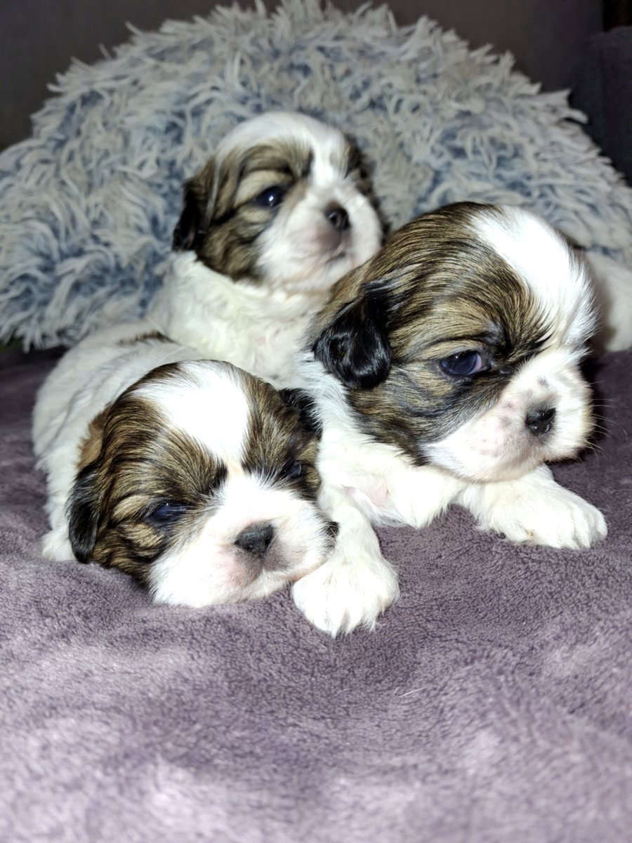 Идеальные чистокровные щенки Ши-Тцу. 