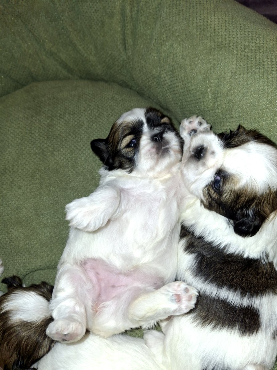 Идеальные чистокровные щенки Ши-Тцу. 