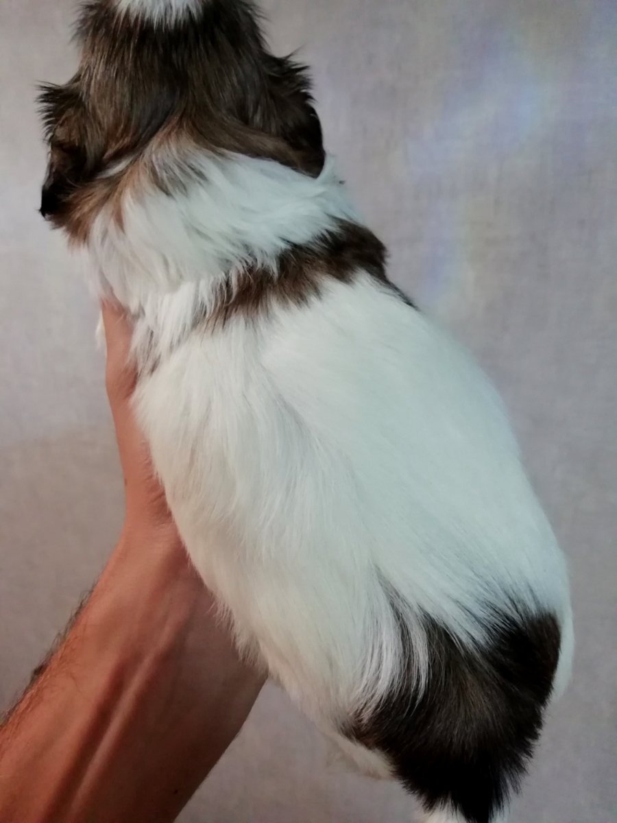 Идеальные чистокровные щенки Ши-Тцу. 