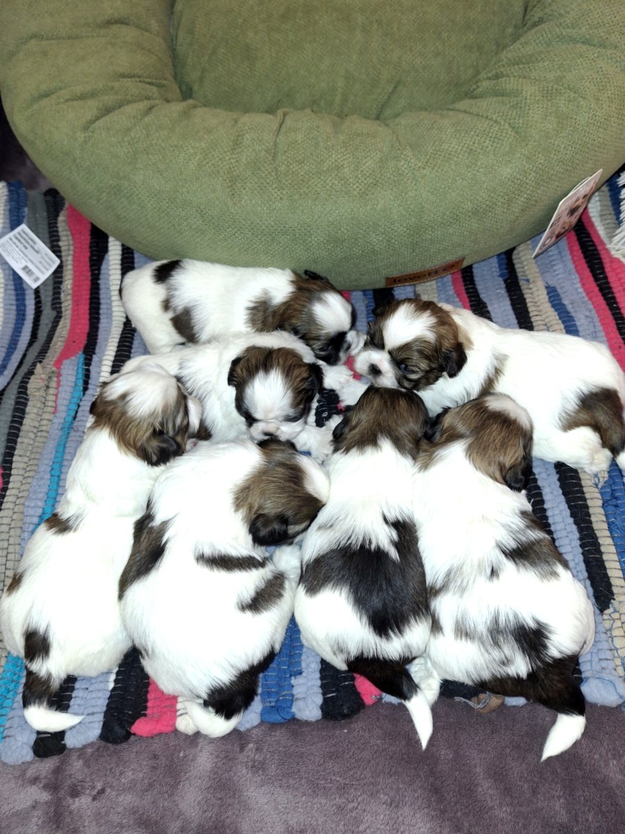 Идеальные чистокровные щенки Ши-Тцу. 